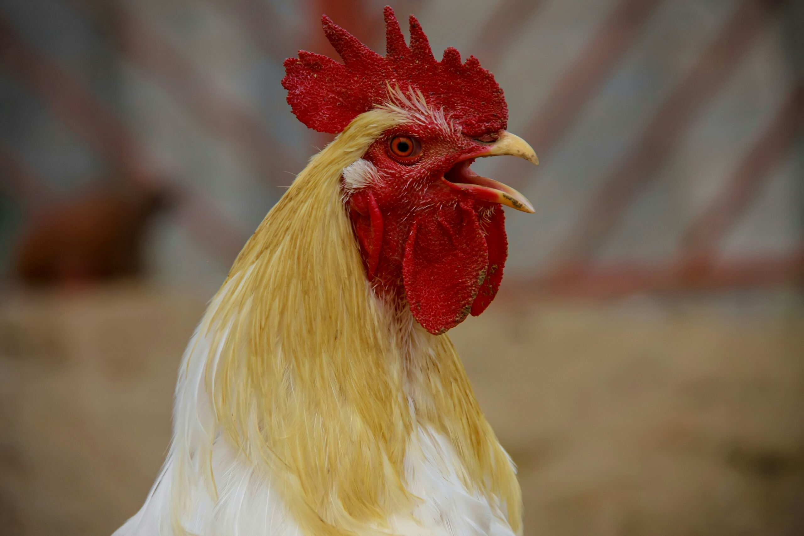 singing rooster finding its authentic voice