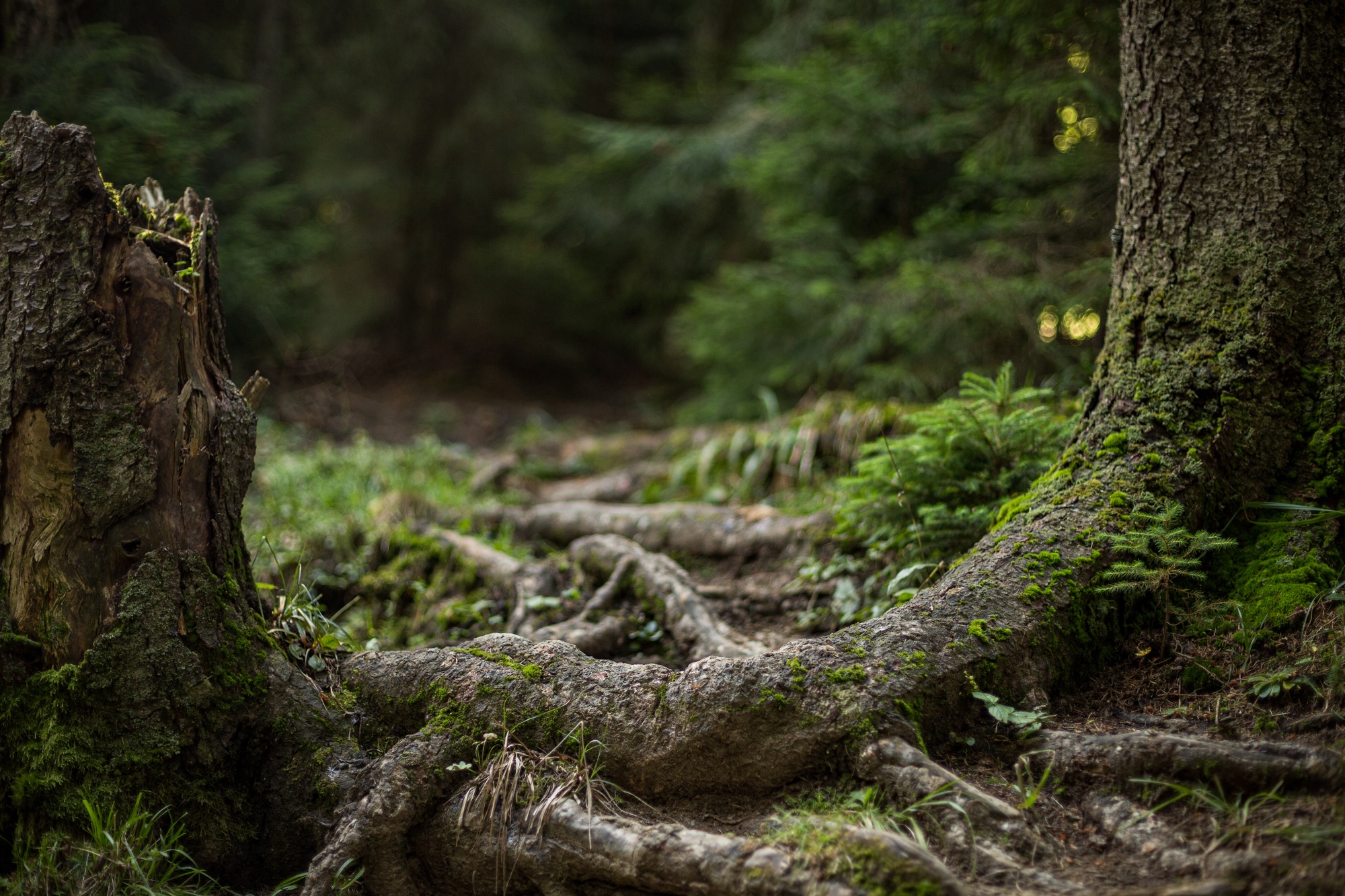 Closeup of the big tree roots covered in moss in the park